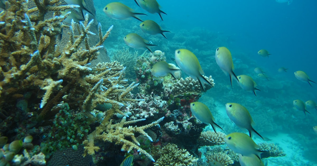 Fotografi Underwater Misool