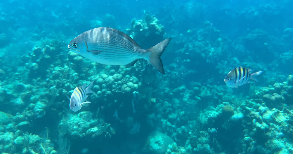 Aktivitas di Misool Raja Ampat