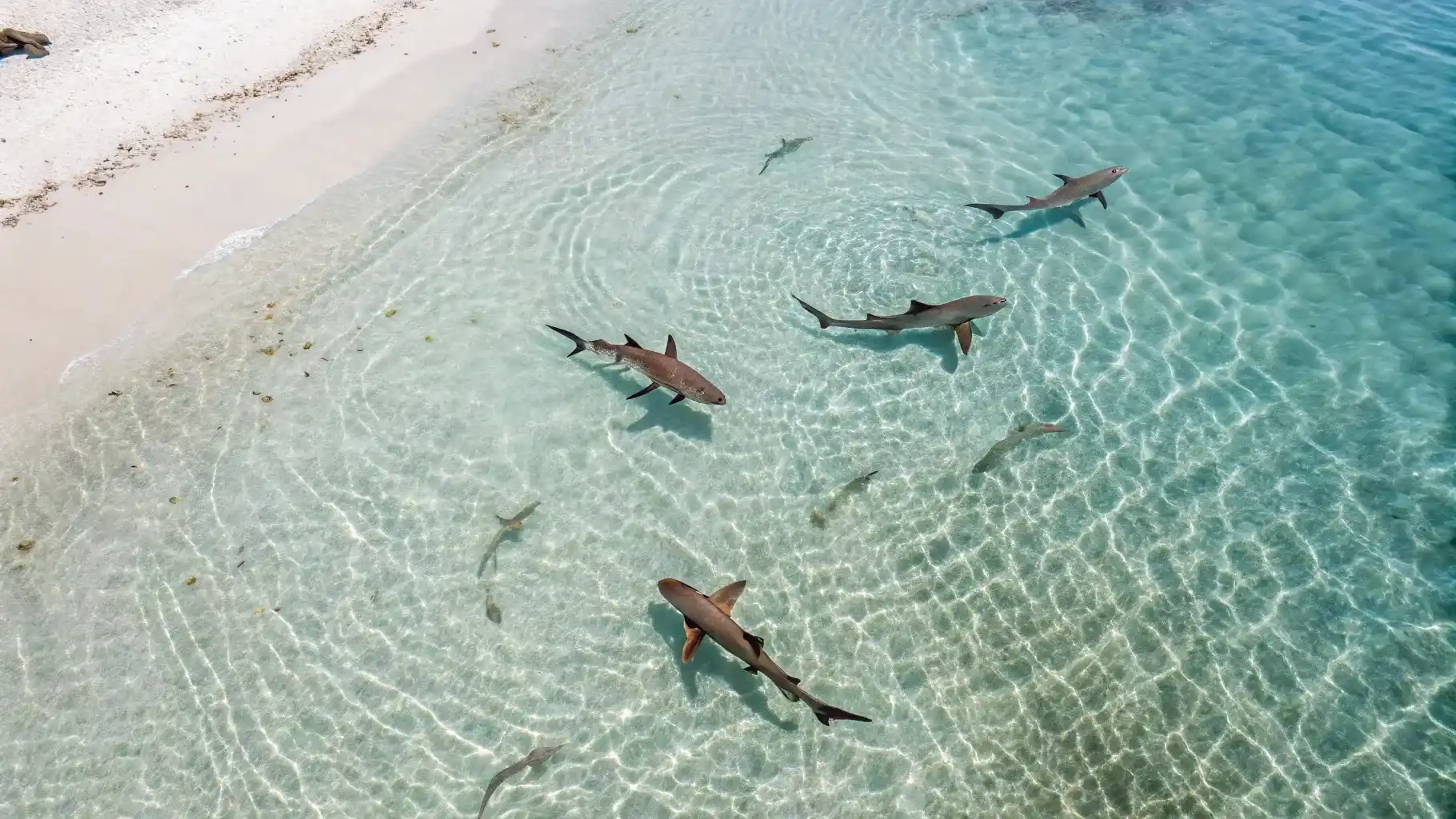 Pulau Yelit — Misool Raja Ampat