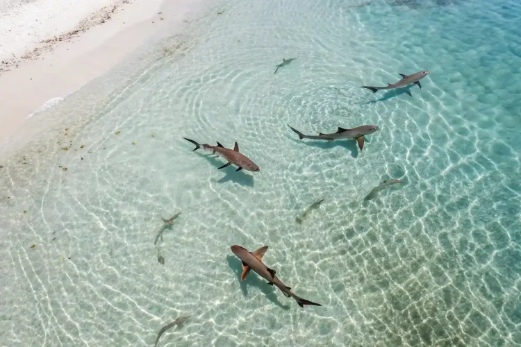 Misool Trip | Pantai Yelit | Raja Ampat Trip